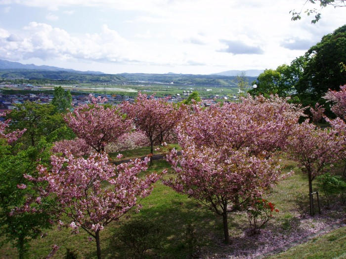 総合公園(桜②)